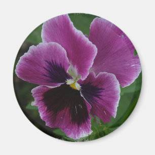 Pansy stellt ringsum Magneten dar Magnet