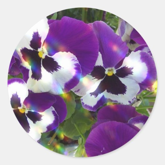 Pansy Sticker (Vorderseite)