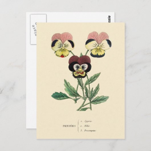 Pansy Stiefmütterchens Blume Illustration Postkarte (Vorne/Hinten)