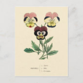 Pansy Stiefmütterchens Blume Illustration Postkarte (Vorderseite)