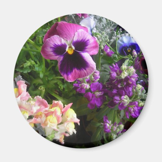 Pansy und Freunde Magnet (Vorne)
