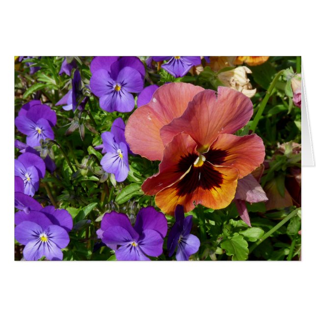 Pansy-und Veilchen-Karte (Vorderseite (Horizontal))