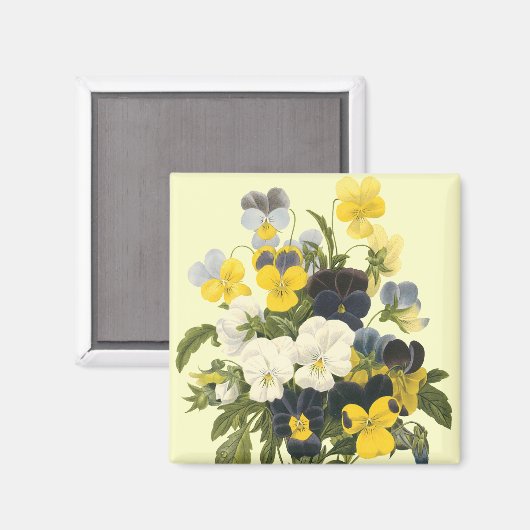 Pansy Violets Botanische Kunst Magnet (Vorderseite/Rückseite)