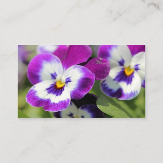 Pansy Visitenkarte (Rückseite)