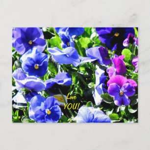 Pansy vom Zuhause Depot Postkarte