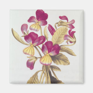 Pansy, von "La Guirlande de Julie", c.1642 Magnet