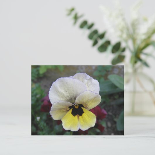 Pansy Weiße und Gelbe Postkarte (Stehend Vorderseite)