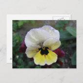 Pansy Weiße und Gelbe Postkarte (Vorne/Hinten)