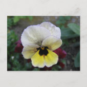 Pansy Weiße und Gelbe Postkarte (Vorderseite)