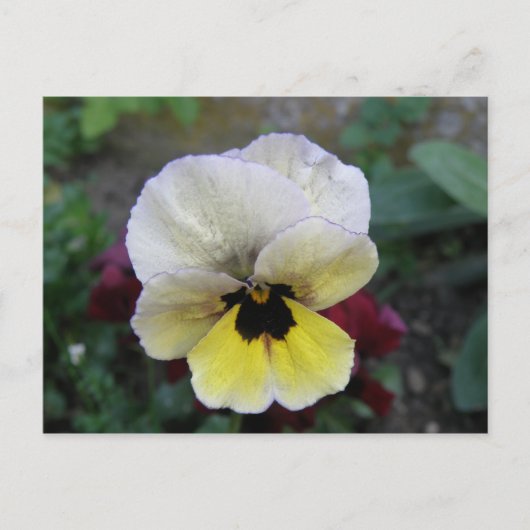 Pansy Weiße und Gelbe Postkarte (Vorderseite)