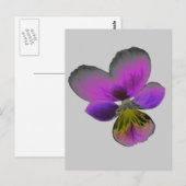 Pansy Wild Dark Lila Postcard Postkarte (Vorne/Hinten)