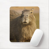 Pantanal, Brasilien, Capybara, Hydrochoerus Mousepad (Mit Mouse)