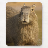 Pantanal, Brasilien, Capybara, Hydrochoerus Mousepad (Vorne)