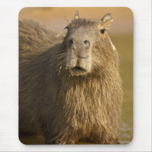 Pantanal, Brasilien, Capybara, Hydrochoerus Mousepad