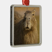 Pantanal, Brasilien, Capybara, Hydrochoerus Ornament Aus Metall (Rechts)