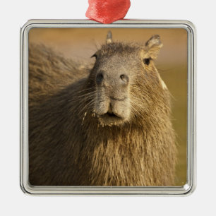 Pantanal, Brasilien, Capybara, Hydrochoerus Ornament Aus Metall