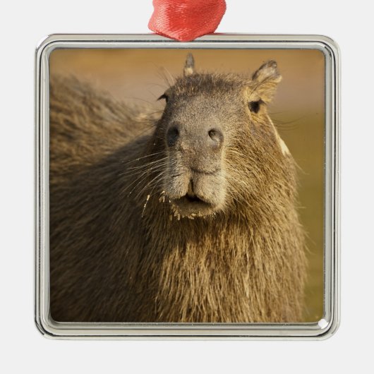 Pantanal, Brasilien, Capybara, Hydrochoerus Ornament Aus Metall (Vorne)