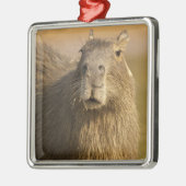 Pantanal, Brasilien, Capybara, Hydrochoerus Ornament Aus Metall (Links)