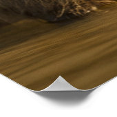 Pantanal, Brasilien, Capybara, Hydrochoerus Poster (Ecke)