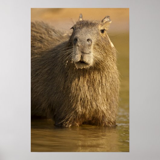 Pantanal, Brasilien, Capybara, Hydrochoerus Poster (Vorne)
