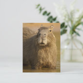 Pantanal, Brasilien, Capybara, Hydrochoerus Postkarte (Stehend Vorderseite)