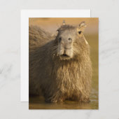 Pantanal, Brasilien, Capybara, Hydrochoerus Postkarte (Vorne/Hinten)