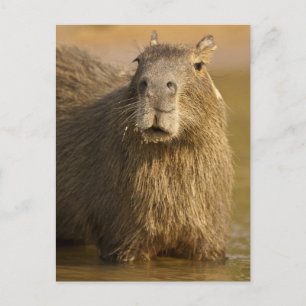 Pantanal, Brasilien, Capybara, Hydrochoerus Postkarte