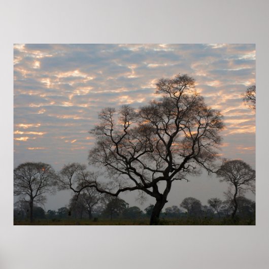 Pantanal Feuchtgebiete | Südamerika, Brasilien Poster (Vorne)