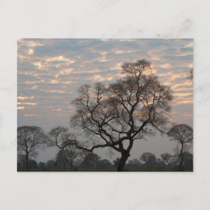 Pantanal Feuchtgebiete   Südamerika, Brasilien Postkarte