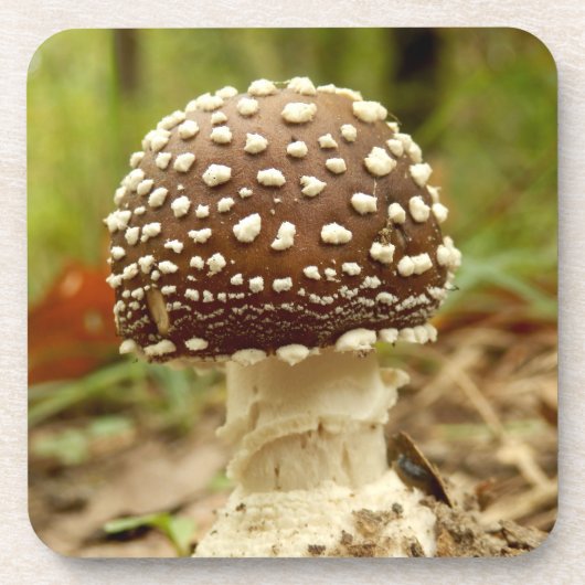 Panther Cap Mushroom Hard Plastic Coasters Untersetzer (Vorderseite)