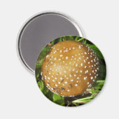 Panther Cap Mushroom Magnet (Vorderseite/Rückseite)
