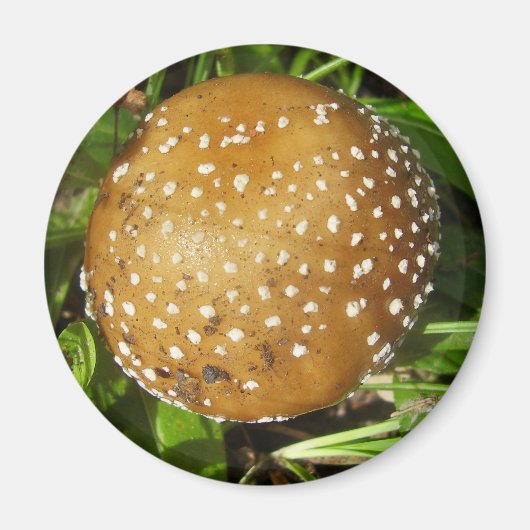 Panther Cap Mushroom Magnet (Vorne)
