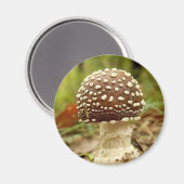 Panther Cap Mushroom Magnet (Vorderseite/Rückseite)