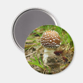 Panther Cap Mushroom Magnet (Vorderseite/Rückseite)