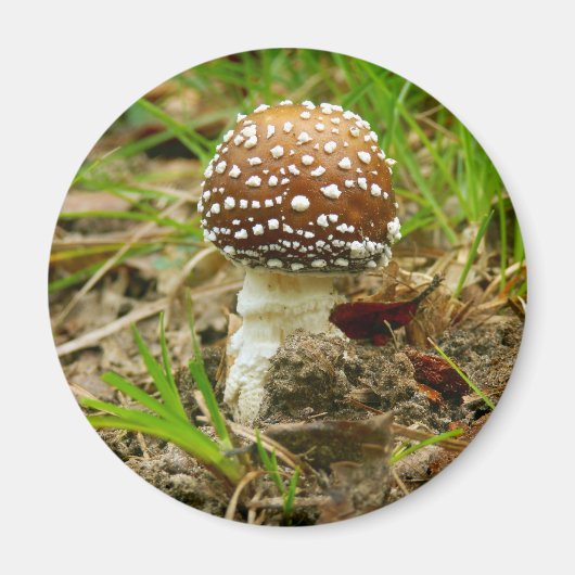 Panther Cap Mushroom Magnet (Vorne)