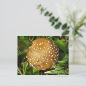 Panther Cap Mushroom Postcard Postkarte (Stehend Vorderseite)