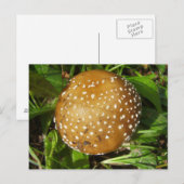 Panther Cap Mushroom Postcard Postkarte (Vorne/Hinten)
