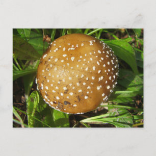 Panther Cap Mushroom Postcard Postkarte