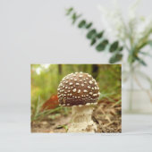 Panther Cap Mushroom Postcard Postkarte (Stehend Vorderseite)