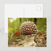 Panther Cap Mushroom Postcard Postkarte (Vorne/Hinten)