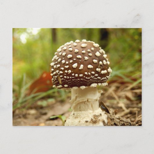 Panther Cap Mushroom Postcard Postkarte (Vorderseite)