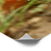 Panther Cap Mushroom Poster (Ecke)