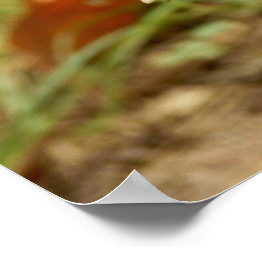 Panther Cap Mushroom Poster (Ecke)