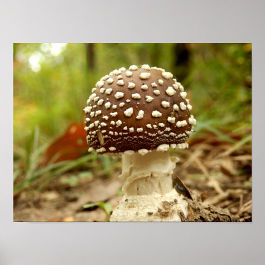 Panther Cap Mushroom Poster (Vorne)