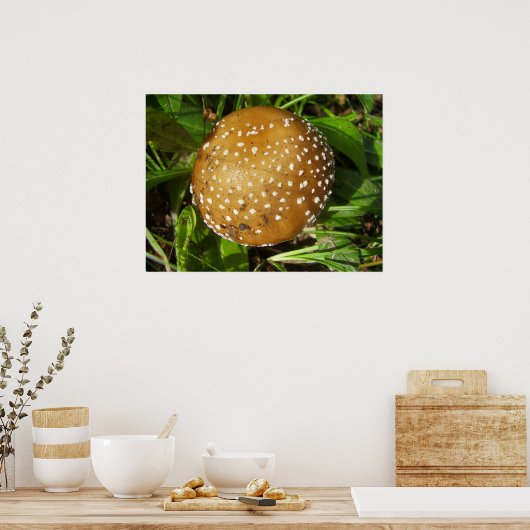 Panther Cap Mushroom Poster (Küche)