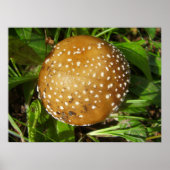 Panther Cap Mushroom Poster (Vorne)