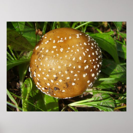 Panther Cap Mushroom Poster (Vorne)