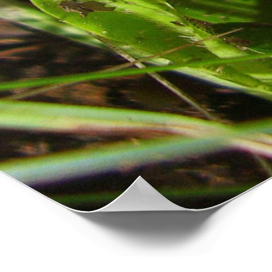 Panther Cap Mushroom Poster (Ecke)