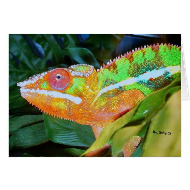Panther Chameleon (Vorderseite (Horizontal))