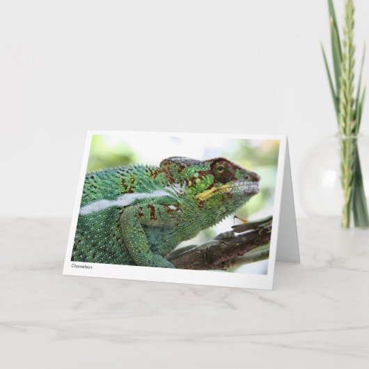 Panther chameleon Gift Card Karte (Vorderseite)